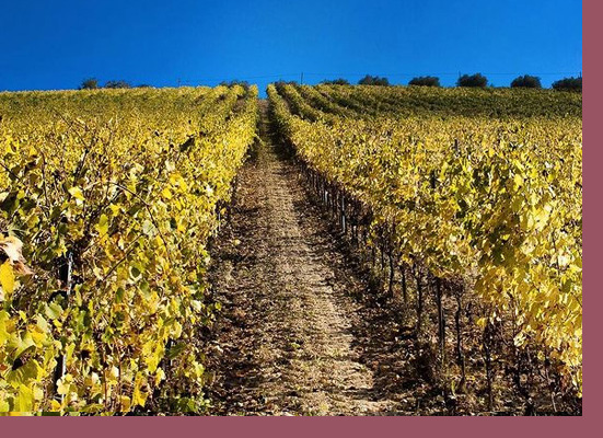 Vigna Tenuta del Priore