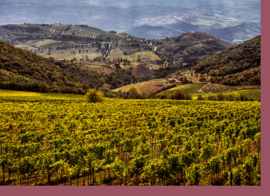Vini di Montalcino